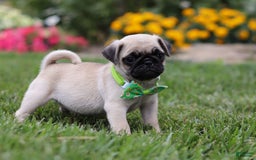 Pug dogs for sale: Ace - Image 7