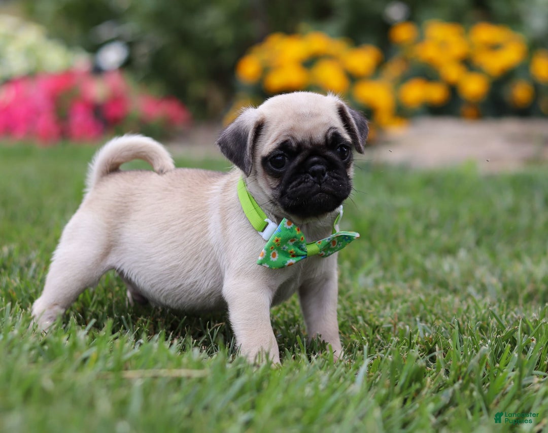 Pug dogs for sale: Ace - Image 7