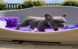 French Bulldog dogs for sale: Kendra - Image 2