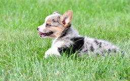 Australian Shepherd dogs for sale: Willow - Image 9