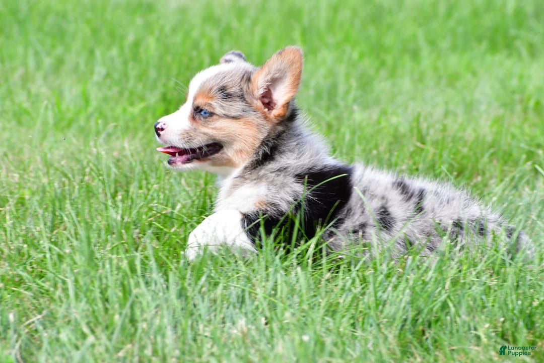 Australian Shepherd dogs for sale: Willow - Image 9