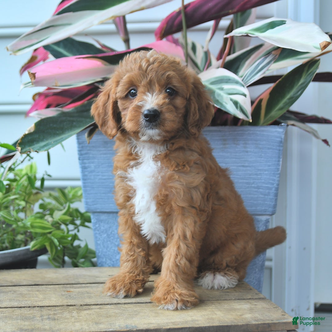 Mini Goldendoodle dogs for sale: Prince - Image 4