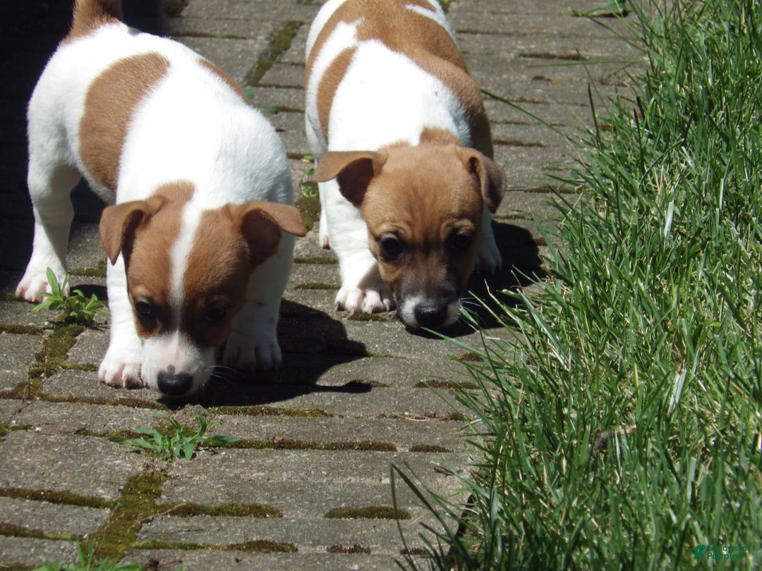 Jack Russell Terrier dogs for sale: Franklin - Image 2