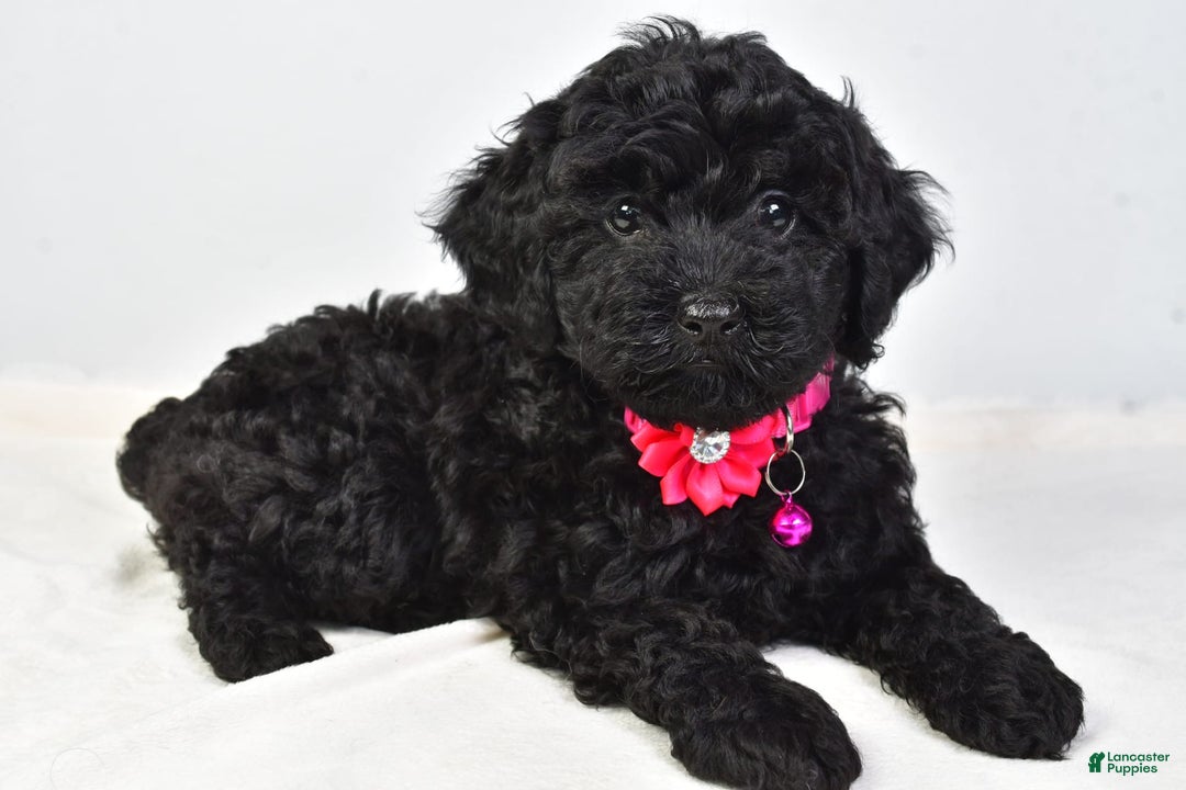 Cockapoo dogs for sale: Nicole - Image 7