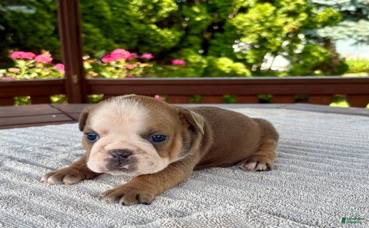 English Bulldog dogs for sale - Ad 2