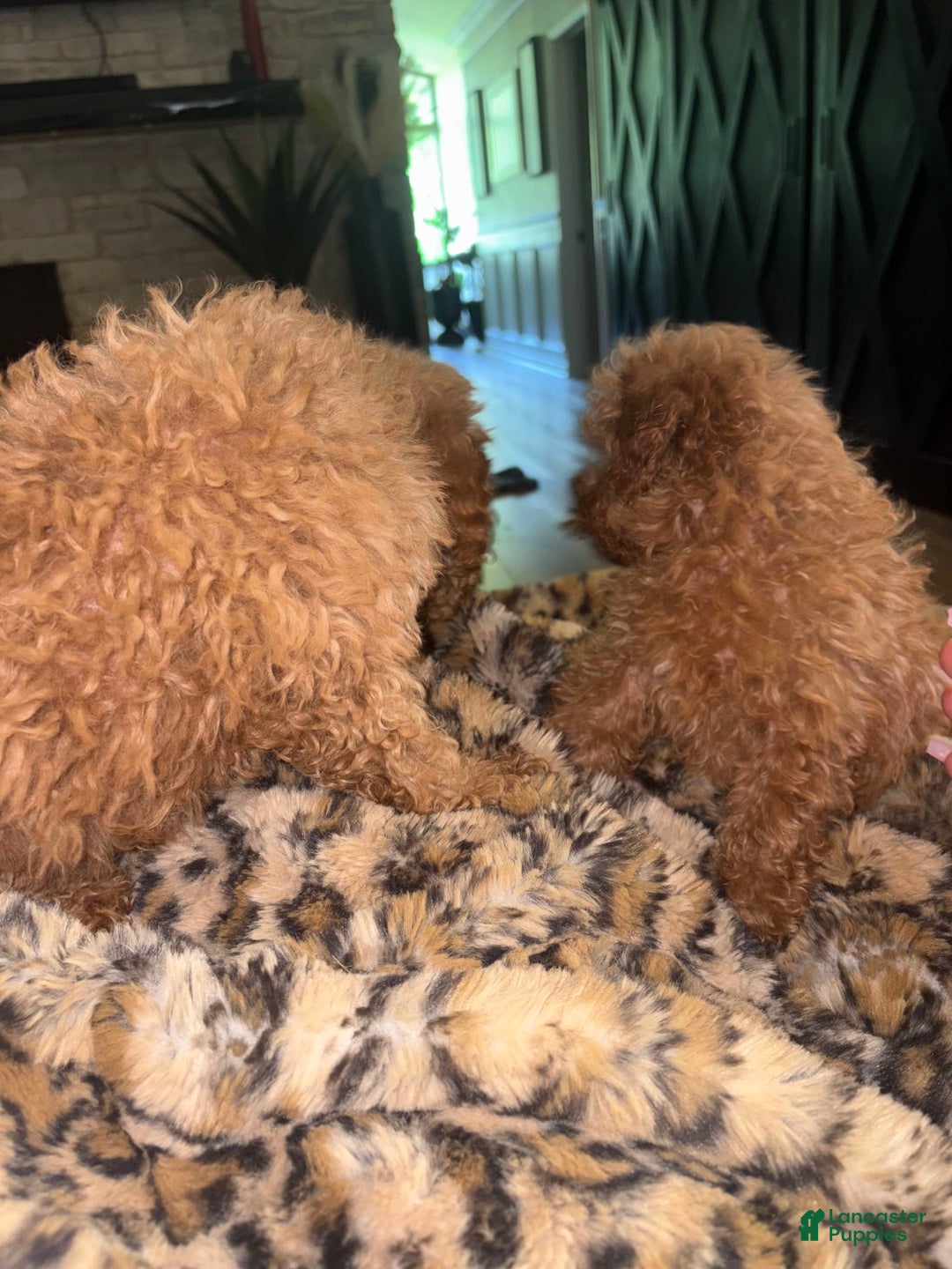 Toy Poodle dogs for sale: Silace - Image 4