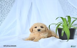 Mini Goldendoodle dogs for sale: Kinley - Image 4