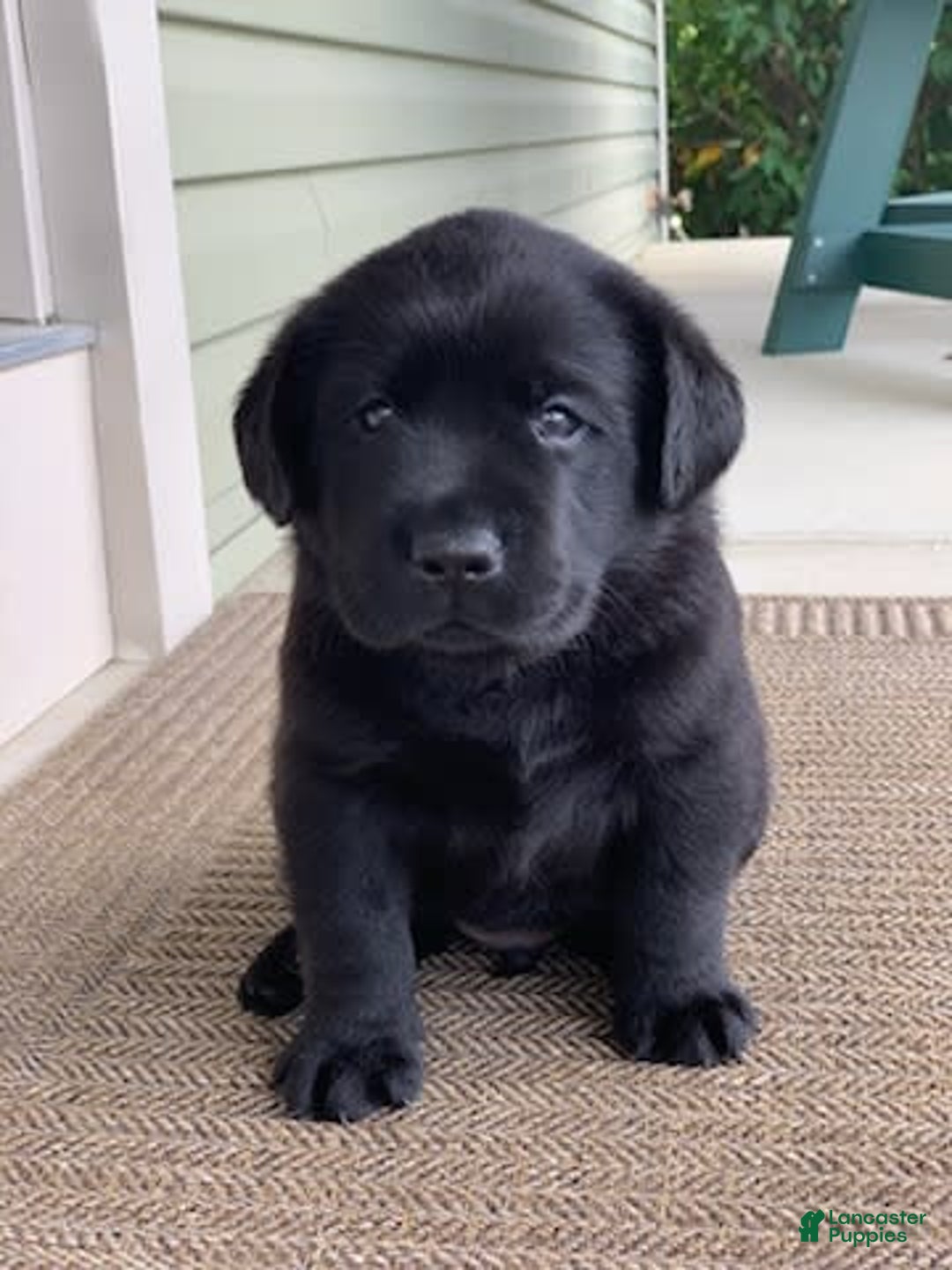 Labrador Retriever dogs for sale: Ruger - Image 5