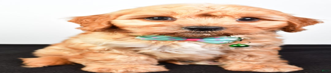 Dale