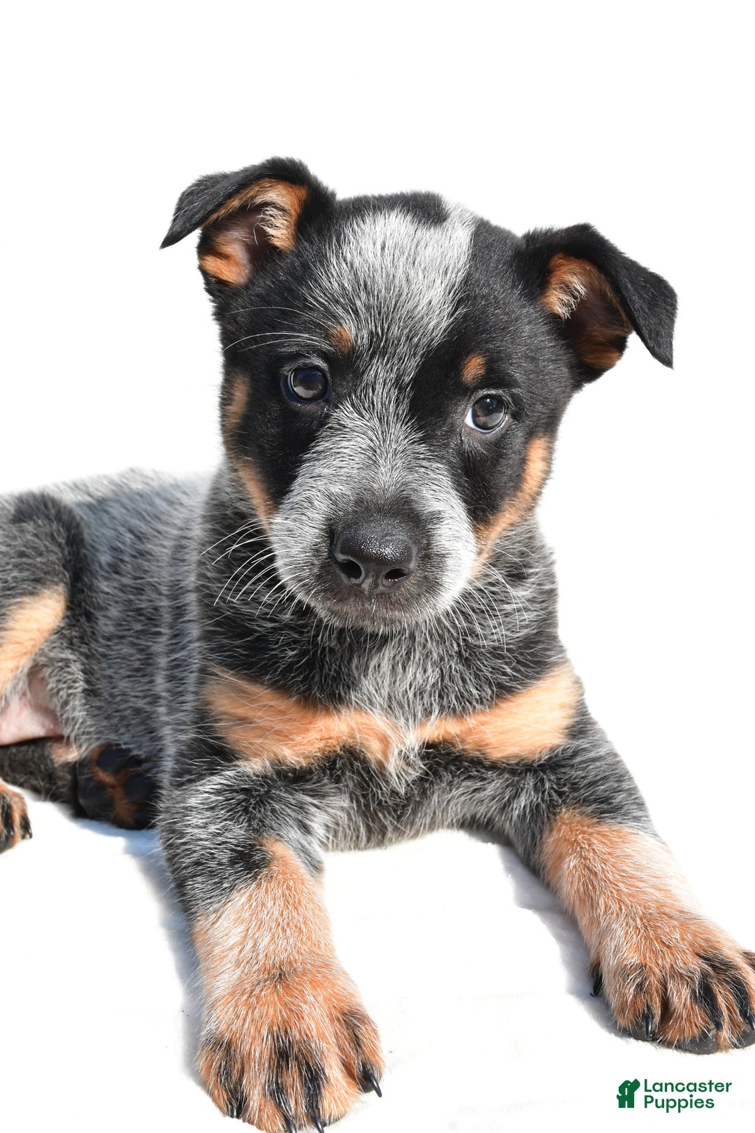 Australian Cattle Dog dogs for sale: Addie - Image 5