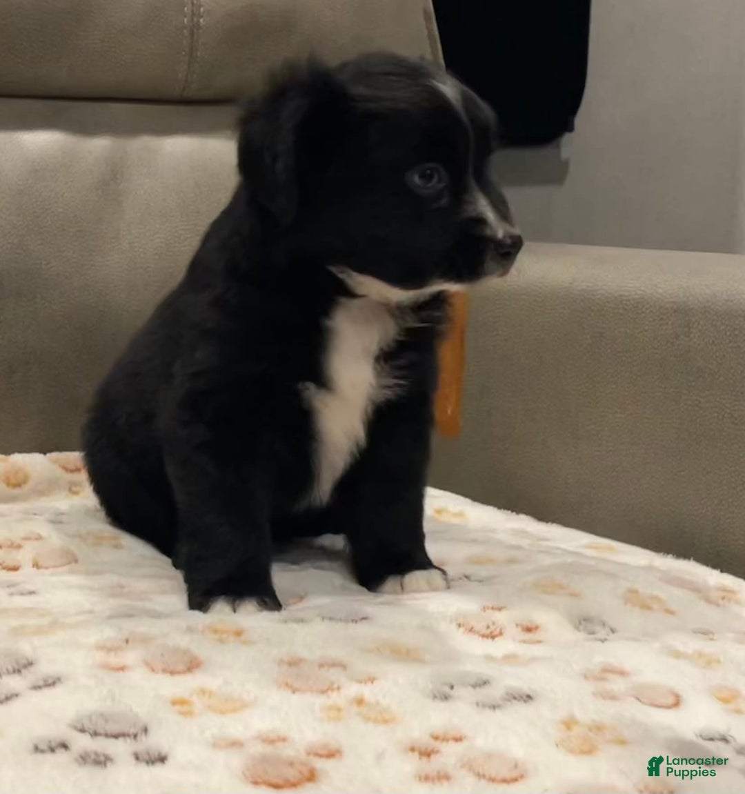 Miniature Australian Shepherd dogs for sale: Princess Jasmine - Image 2