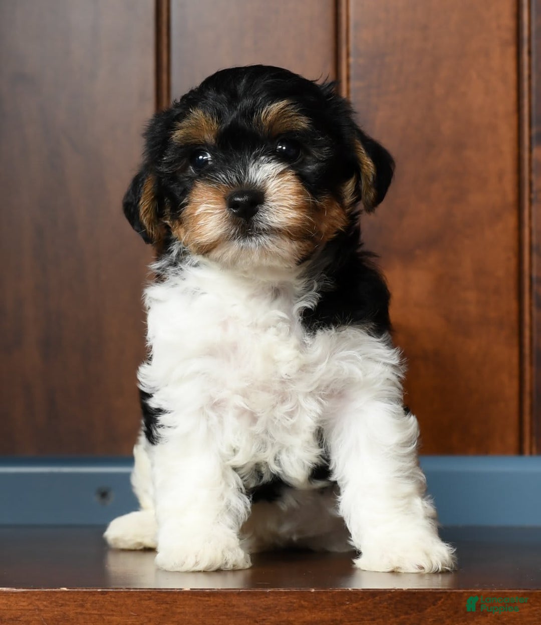 Yorkiepoo dogs for sale: Becka - Image 12