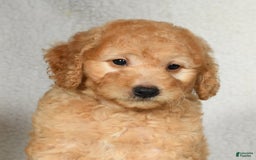 Mini Goldendoodle dogs for sale: Kodak - Image 3