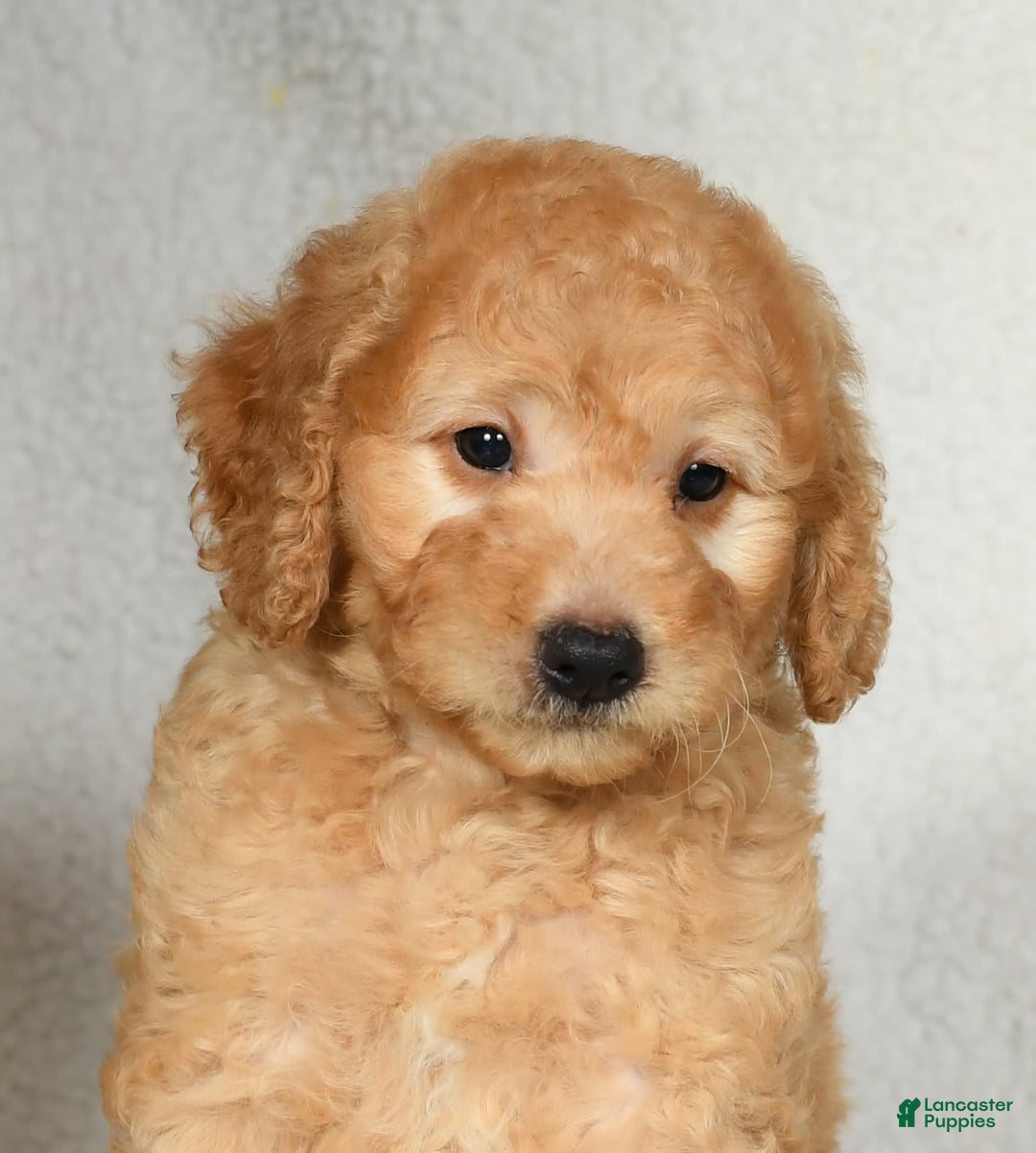 Mini Goldendoodle dogs for sale: Kodak - Image 3