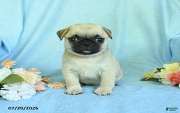 Pug dogs for sale: Bingo - Image 2
