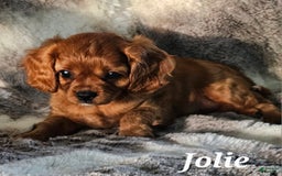 Cavalier King Charles Spaniel dogs for sale: Jolie - Image 4
