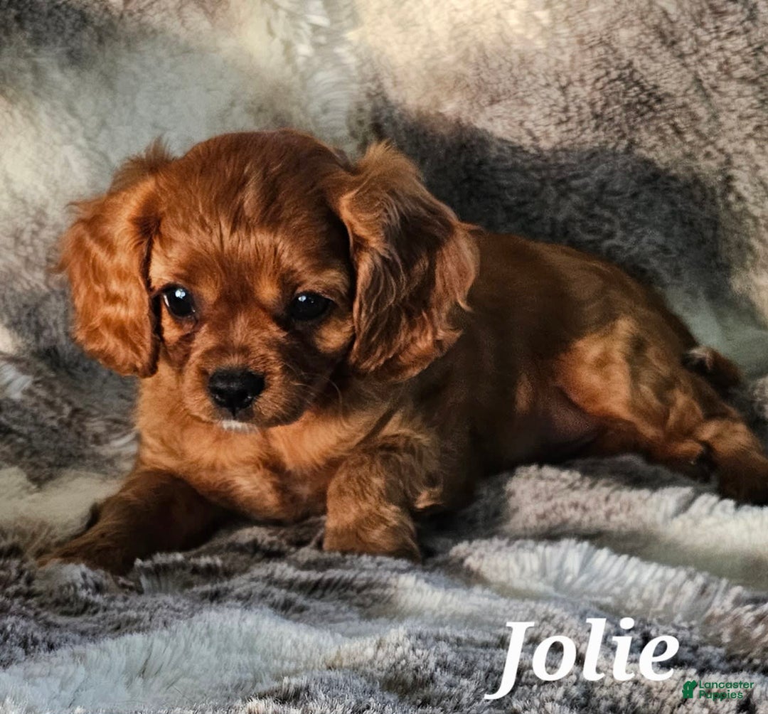 Cavalier King Charles Spaniel dogs for sale: Jolie - Image 4