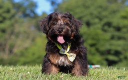 Yorkiepoo dogs for sale: Henry - Image 1