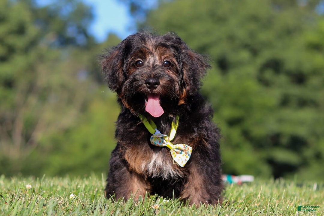 Yorkiepoo dogs for sale: Henry - Image 1