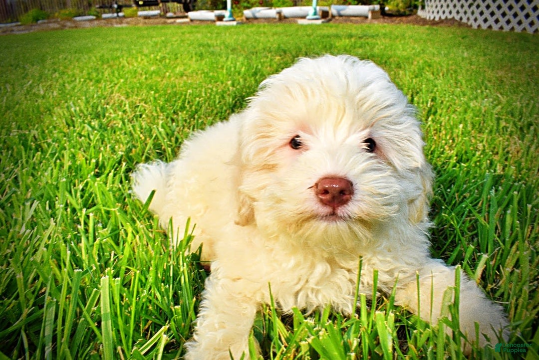 Havapoo dogs for sale: Valiant - Image 15