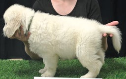 Golden Retriever dogs for sale: Gus - Image 4