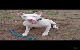 Doberman Pinscher dogs for sale: Yellow Collar - Image 5