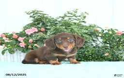 Miniature Dachshund dogs for sale: Nala - Image 1