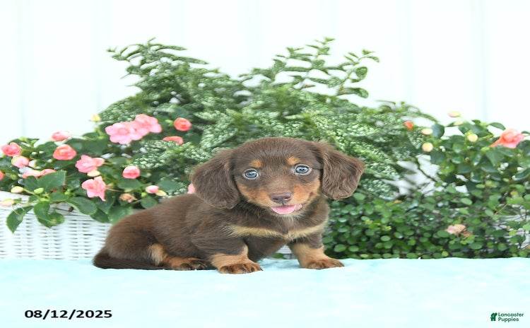 Miniature Dachshund dogs for sale - Ad 3