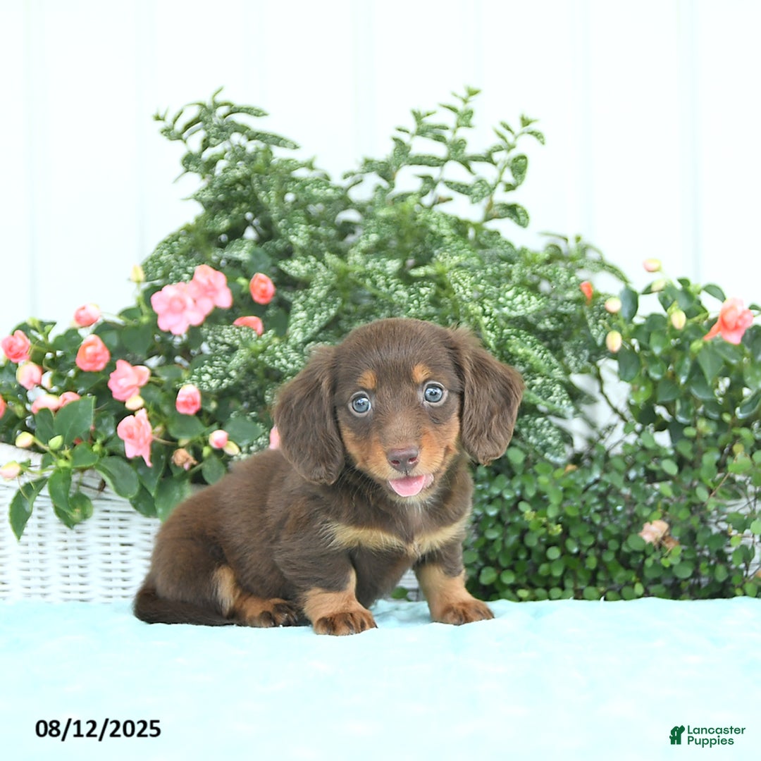 Miniature Dachshund dogs for sale: Nala - Image 1