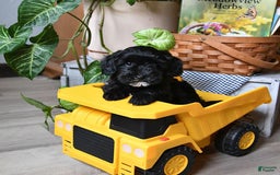 Havapoo dogs for sale: House Raised Billy - Image 4