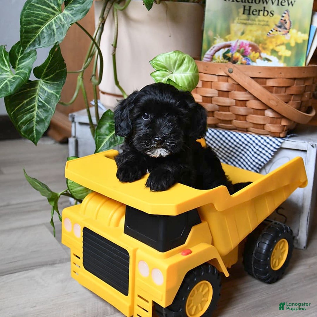 Havapoo dogs for sale: House Raised Billy - Image 4