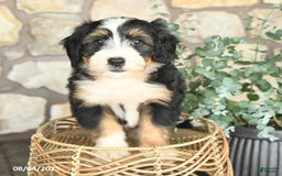 Mini Bernedoodle dogs for sale: Mini Bernedoodle 4 puppies - Image 9