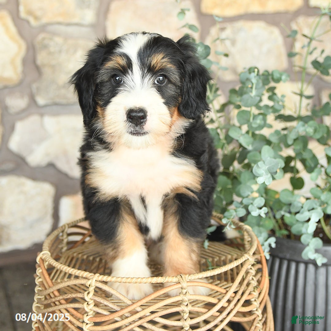 Mini Bernedoodle dogs for sale: Mini Bernedoodle 4 puppies - Image 9