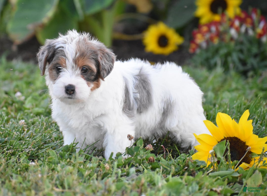 Yorkiepoo dogs for sale: Italian - Image 2