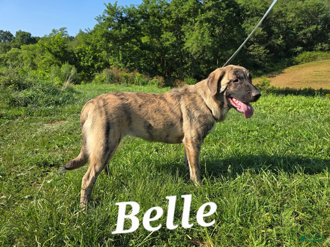 Anatolian Shepherd dogs for sale: Bell - Image 6