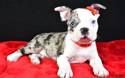 Frenchton dogs for sale: Flash - Image 4