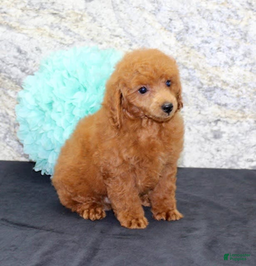 Miniature Poodle dogs for sale: Roger - Image 7