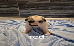 Great Pyrenees dogs for sale: Red - Image 2