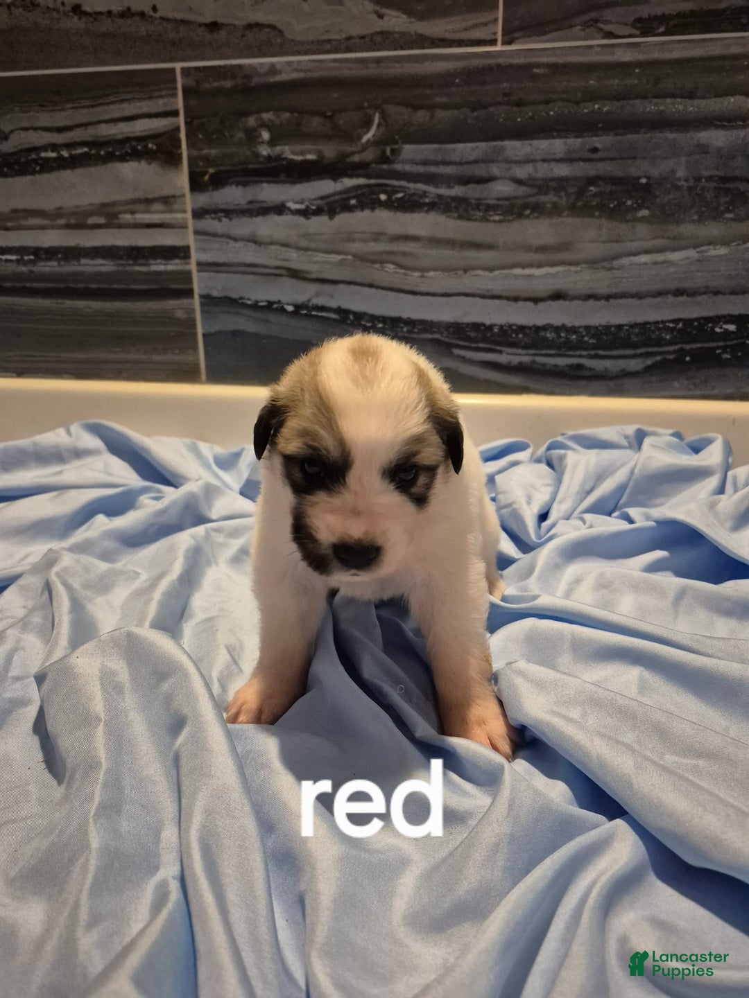 Great Pyrenees dogs for sale: Red - Image 2