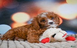 Cavapoo dogs for sale: Hank - Image 4