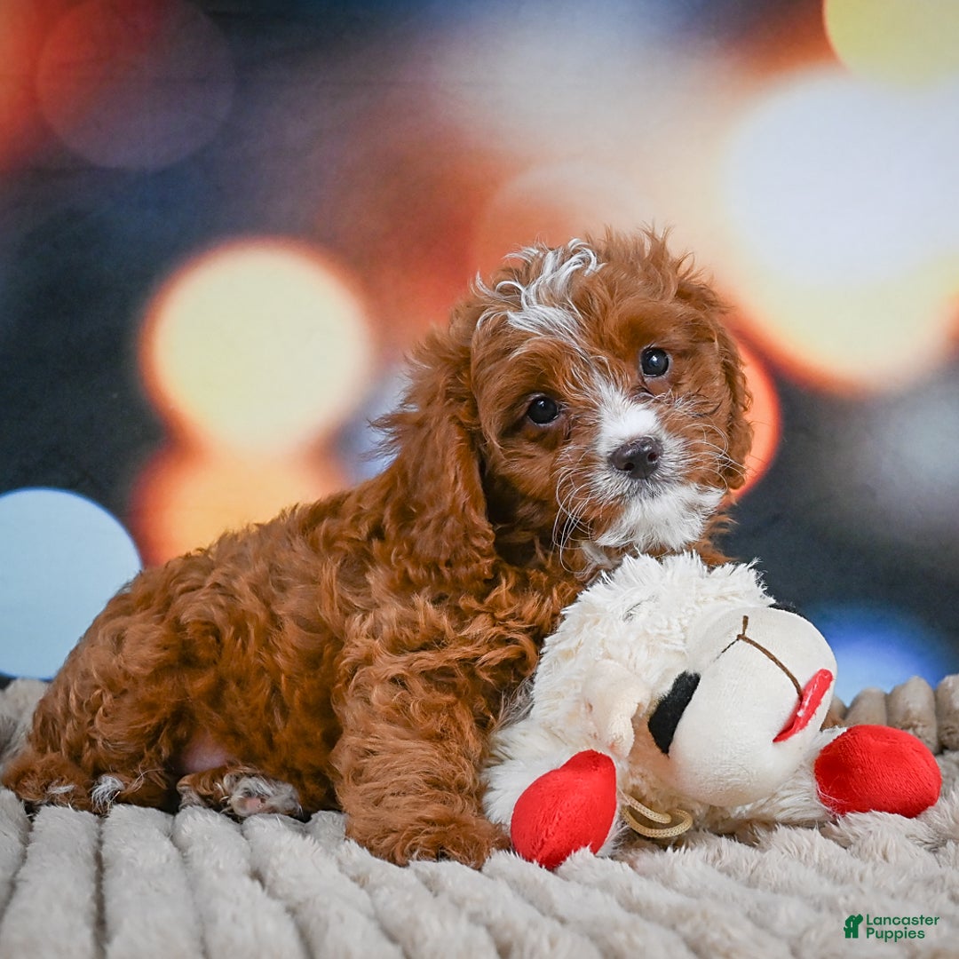 Cavapoo dogs for sale: Hank - Image 4