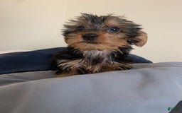 Yorkshire Terrier dogs for sale: Cash - Image 10