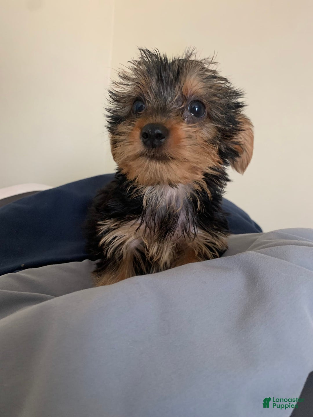 Yorkshire Terrier dogs for sale: Cash - Image 10