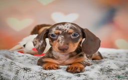 Miniature Dachshund dogs for sale: Butter Cup - Image 5