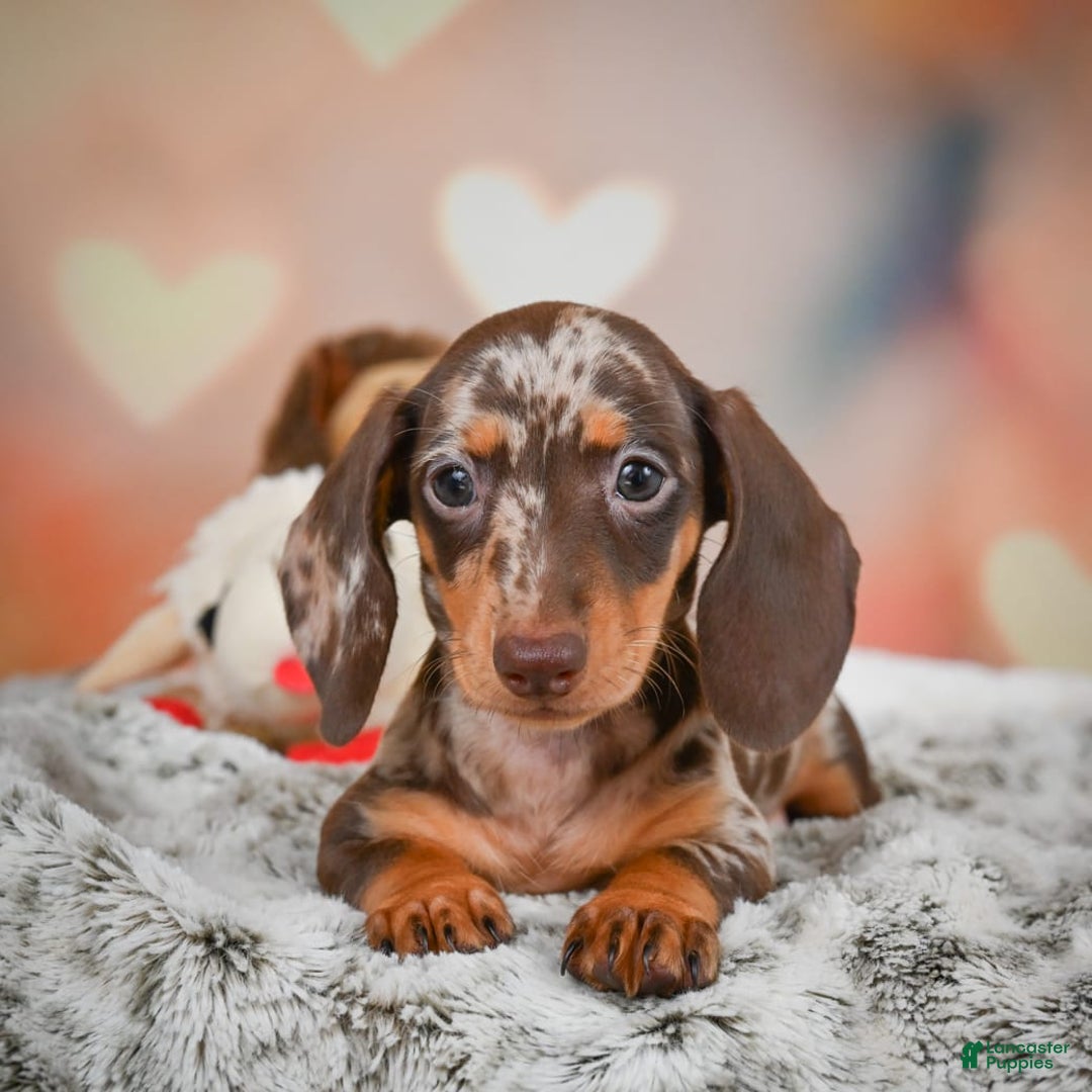 Miniature Dachshund dogs for sale: Butter Cup - Image 5