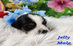 English Springer Spaniel dogs for sale: Jelly - Image 1