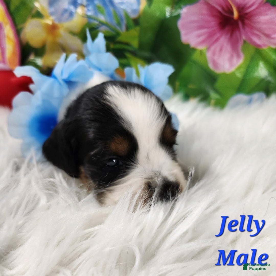 English Springer Spaniel dogs for sale: Jelly - Image 1