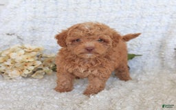 Toy Poodle dogs for sale: Blossom - Image 5