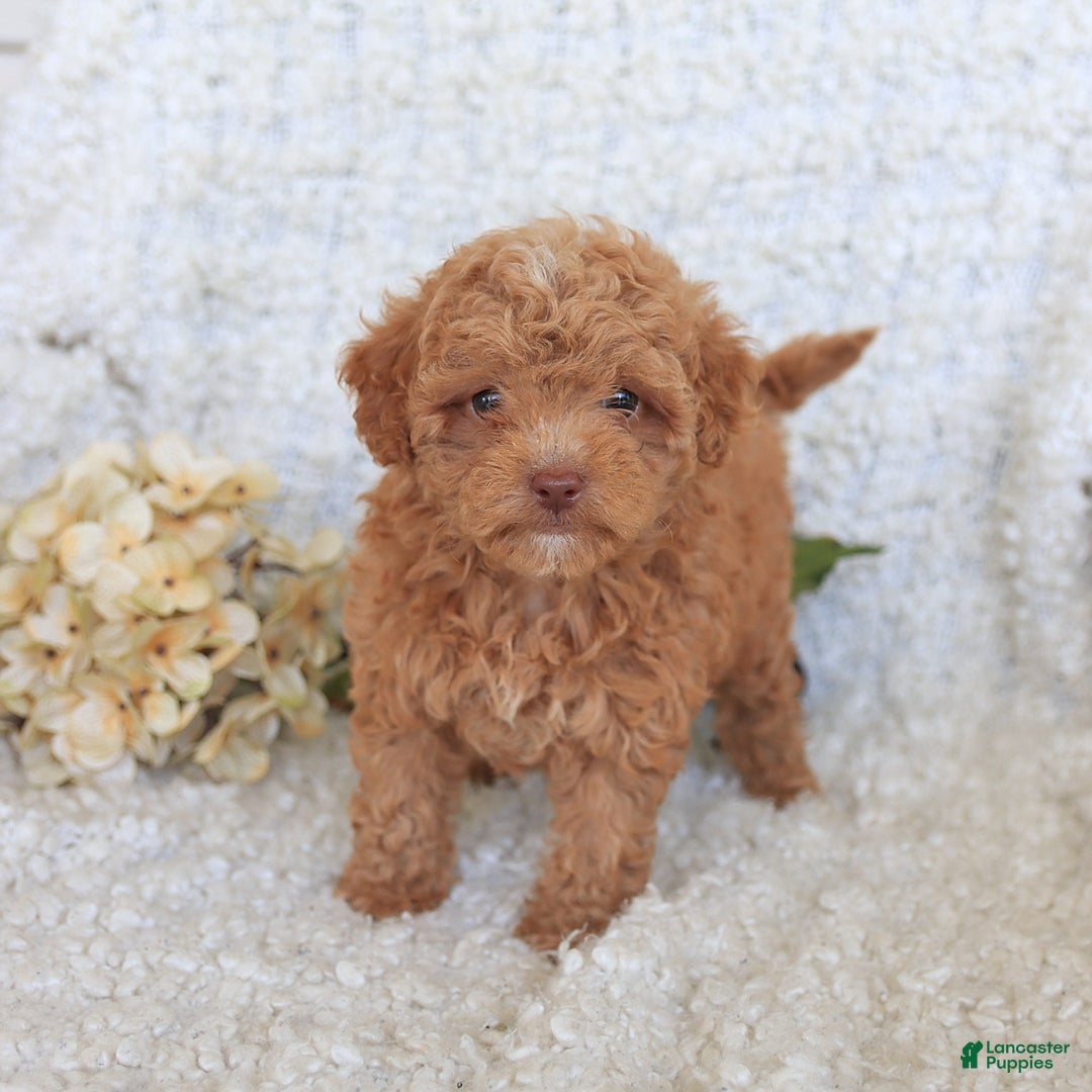 Toy Poodle dogs for sale: Blossom - Image 5