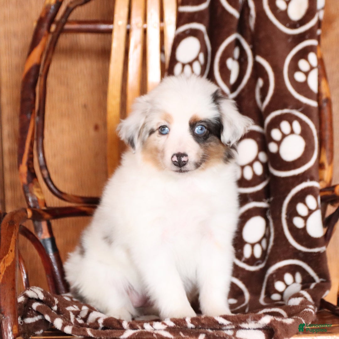 Miniature Australian Shepherd dogs for sale: Carrie - Image 2